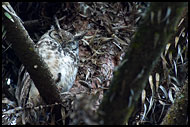 Usambara Eagle-Owl (Bubo Vosseleri), Nature Of Usambara Mountains, Tanzania