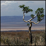 Resistance, The Suguta Valley-Nature, Kenya