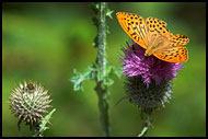 Butterfly On A Flower, Best of 2005, Norway