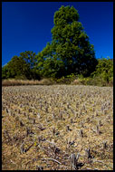 Harvested Rice Field, Kodagu (Coorg) Hills, India