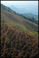 Kodagu Landscape, Kodagu (Coorg) Hills, India