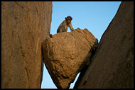 Monkey On A Stone, Hampi - Nature, India