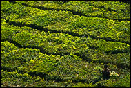Tea Plantation, Ooty, India