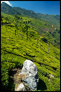 Tea Plantation, Ooty, India