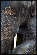 Elephant, Elephant Training Center, India