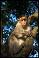 Monkey On Chamundi Hill, Mysore, India