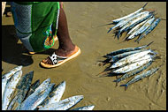 Selling Fish, People And Nature, Sierra Leone
