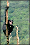 Chimpanzee On A Tree, People And Nature, Sierra Leone