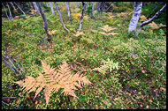 Sterns In Nordmarka, Autumn in Nordmarka, Norway