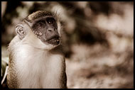 Green Velvet Monkey, Senegambia, Senegal