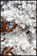Frost And Pine, Winter 2009, Norway
