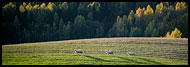 Sheeps In Sunset, Best Of 2009, Norway