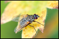 Fly On A Leaf, Best Of 2009, Norway