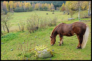 Horse By Bogstad, Best Of 2009, Norway
