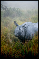 One Horned Rhinoceros, Kaziranga NP, India
