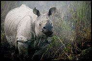One Horned Rhinoceros, Kaziranga NP, India