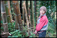 Cutting Bamboo Tree, Buddhist Sikkim, India