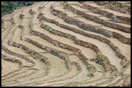 Rice Fields, Buddhist Sikkim, India