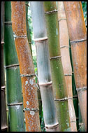 Bamboo Trees, Buddhist Sikkim, India