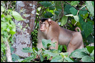 Pig-tailed Macaque, Kinabatangan River, Malaysia