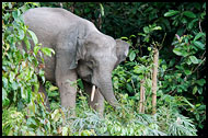 Borneo Elephant, Kinabatangan River, Malaysia