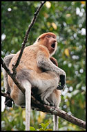 Proboscis Monkey, Kinabatangan River, Malaysia