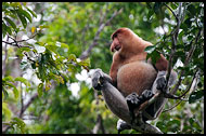 Proboscis Monkey, Kinabatangan River, Malaysia