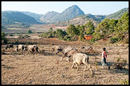 Shepherd, Kalaw Trekking, Myanmar (Burma)
