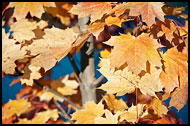 Autumn Colors, Best Of 2011, Norway
