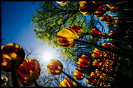 Tulips And Sun, Keukenhof Gardens, Netherlands