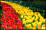 Tulips At Keukenhof Gardens, Keukenhof Gardens, Netherlands