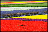Tulip Field, Keukenhof Gardens, Netherlands