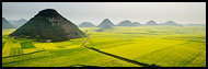 Rapeseed Fields, Luoping, China