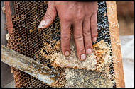 Picking Honey, Luoping, China