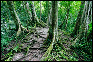 Tikal Jungle, Best Of, Guatemala