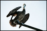 Brown Pelican, Best Of, Guatemala