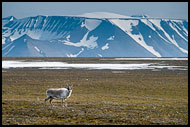 Svalbard Reindeer, Svalbard, Norway