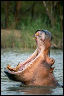 Hippopotamus, Best Of SA, South Africa